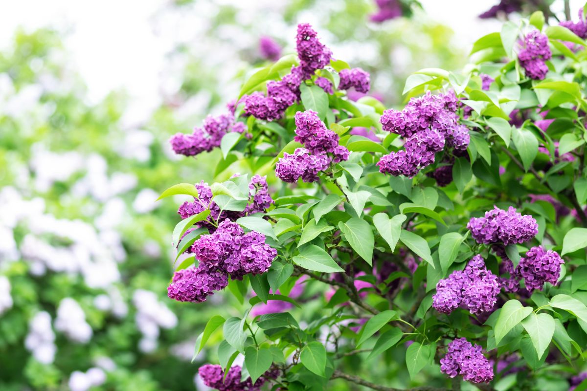 Purple-flowering lilac tree with spade-shaped leaves