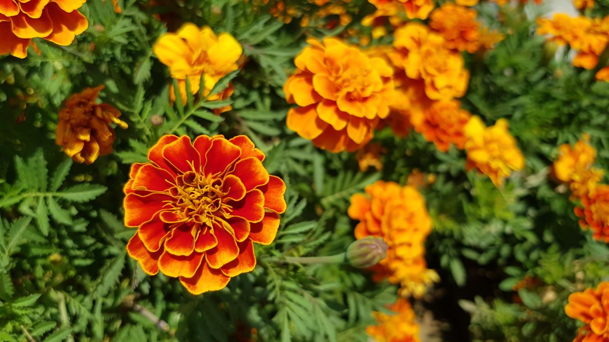 Multi-hued orange marigold flowers in bloom