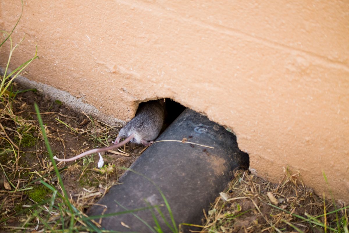 A rat crawling into a hole in a foundation