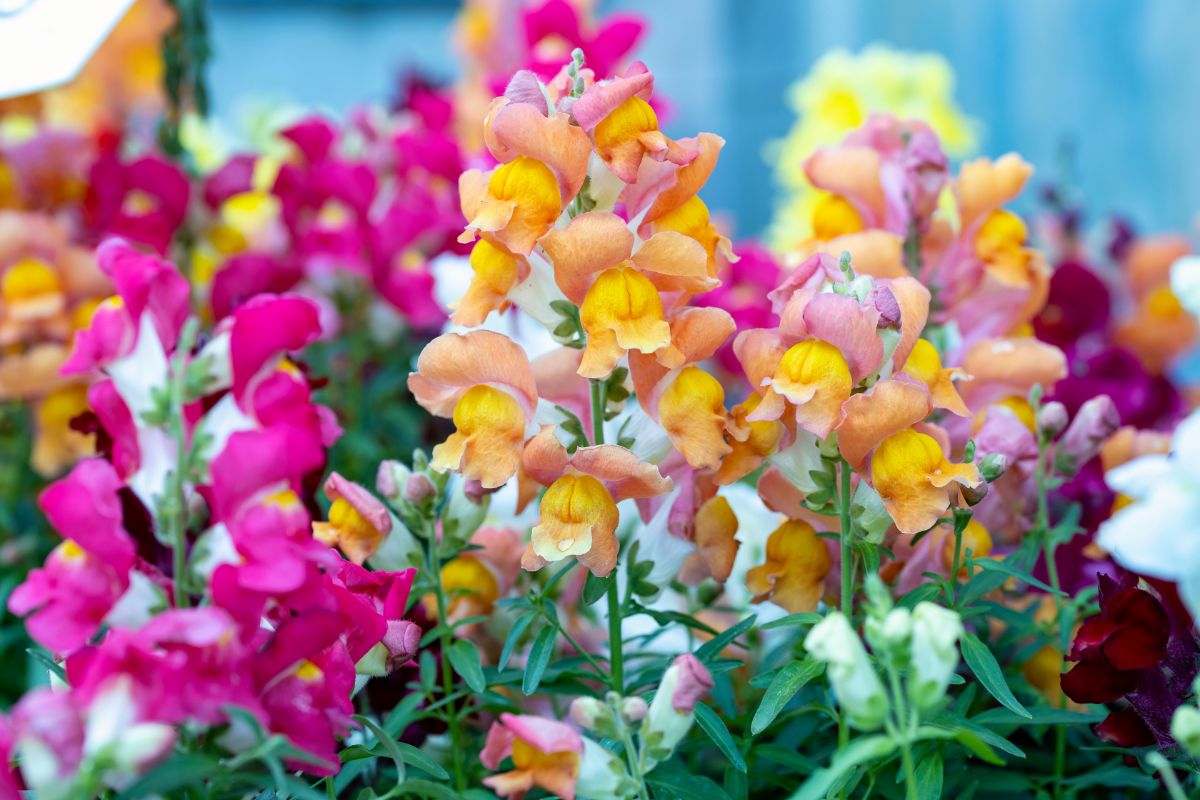 Colorful spring snapdragon flowers