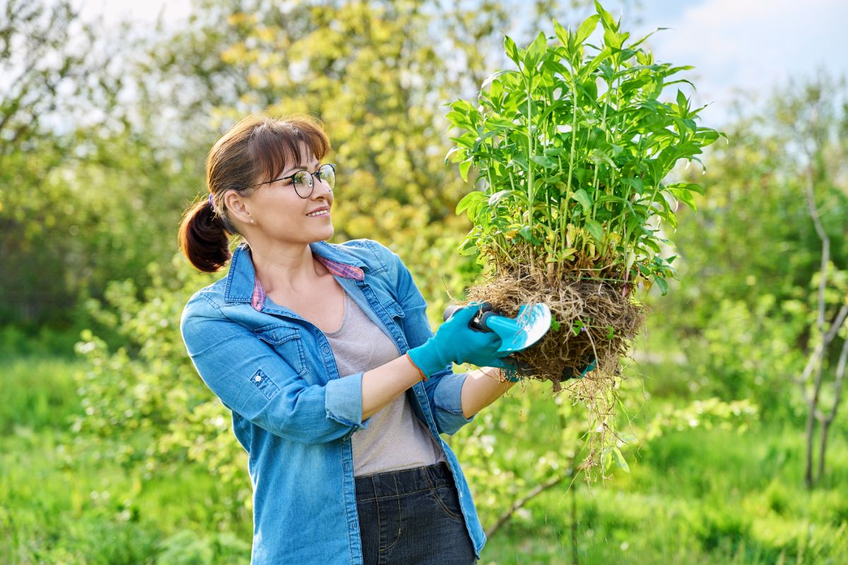 A woman holding a clump of bee balm ready to divide it