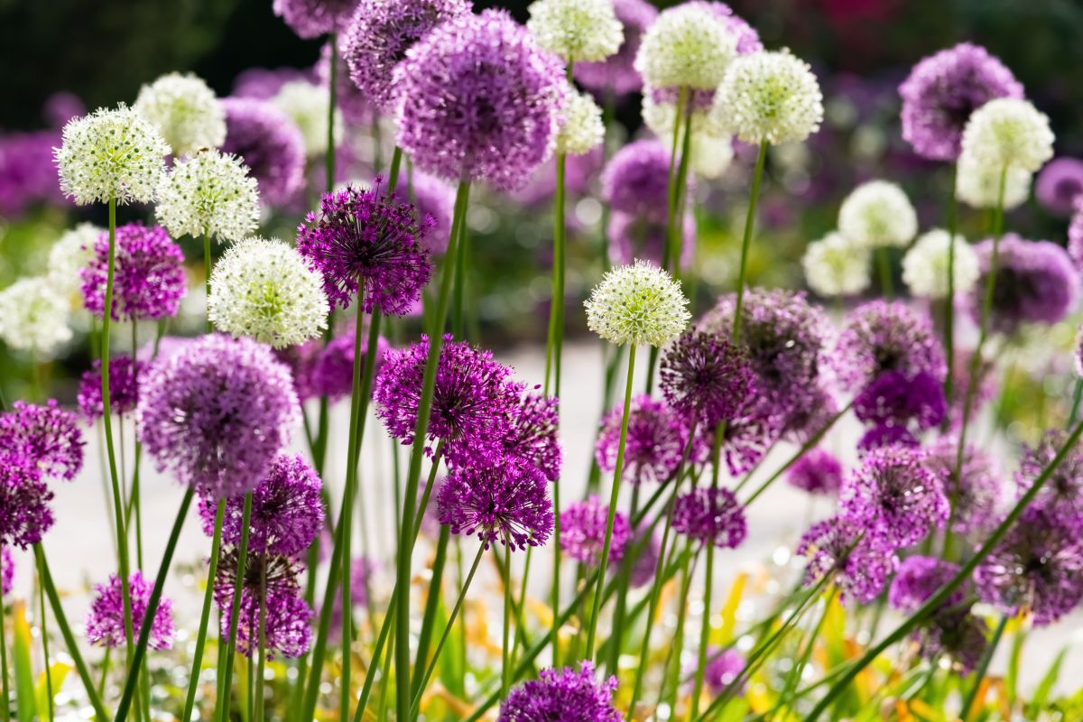 White and purple globe-flowered alliums