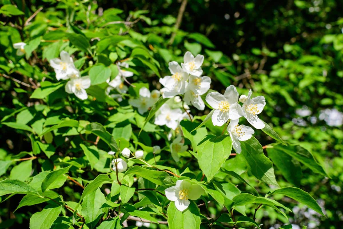 Dogwood shrub with green spade-shaped leaves similar to Japanese knotweed