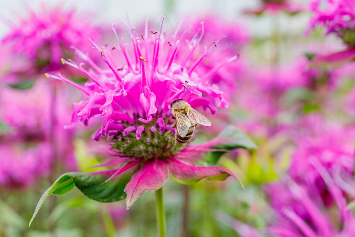 A bee collecting pollen from bee balm - Monarda