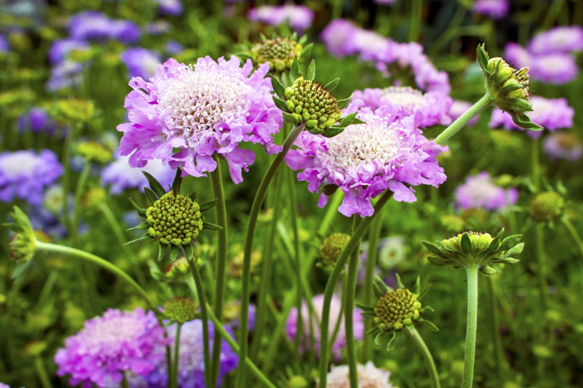 Purple scabiosa flower in bloom