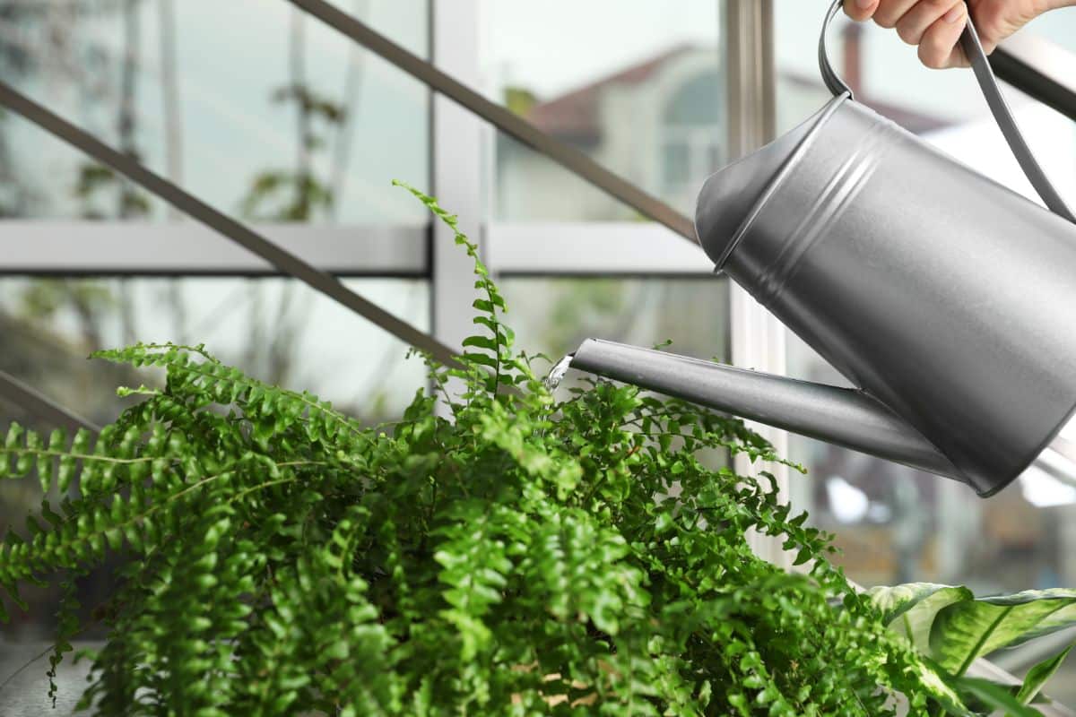 A person watering a Boston fern with a silver watering can