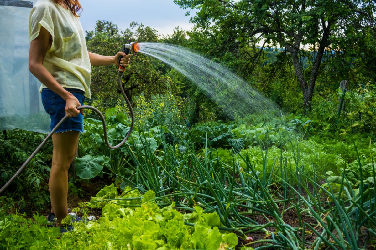A gardener watering her garden with a hand spray nozzle on a hose