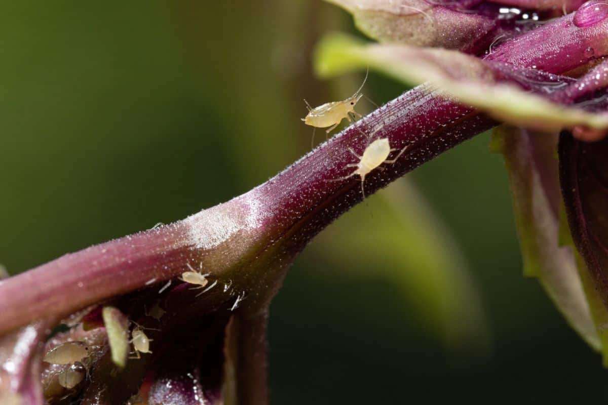 Aphids crawling on herb plants