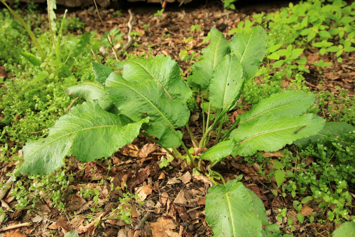 Large leaves of dock are sometimes confused with Japanese knotweed leaves