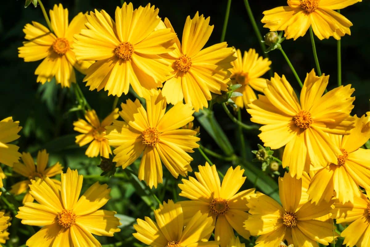 Yellow Coreopsis or "Tickseed" flowers