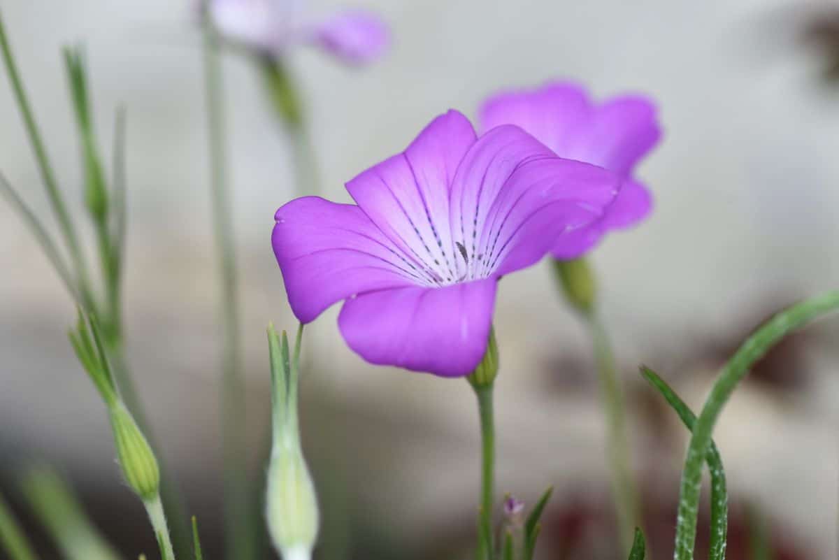Delicate purple-flowered corncockle flowers