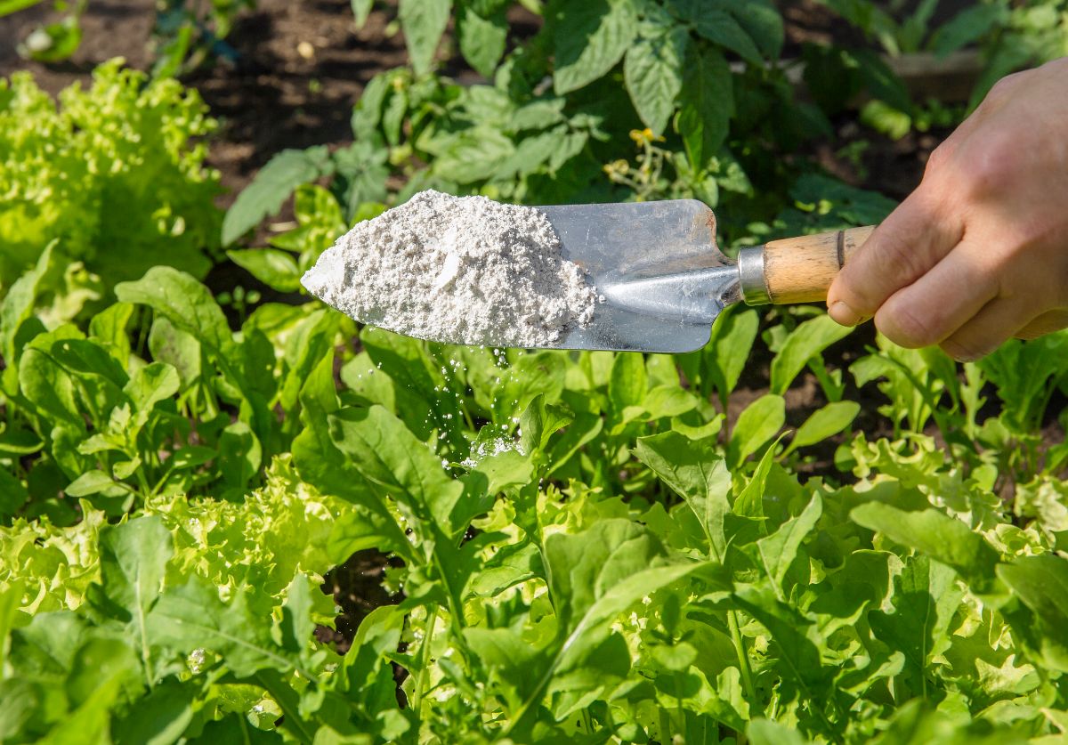 A gardener spreading organic diatomaceous earth over crops for pest control