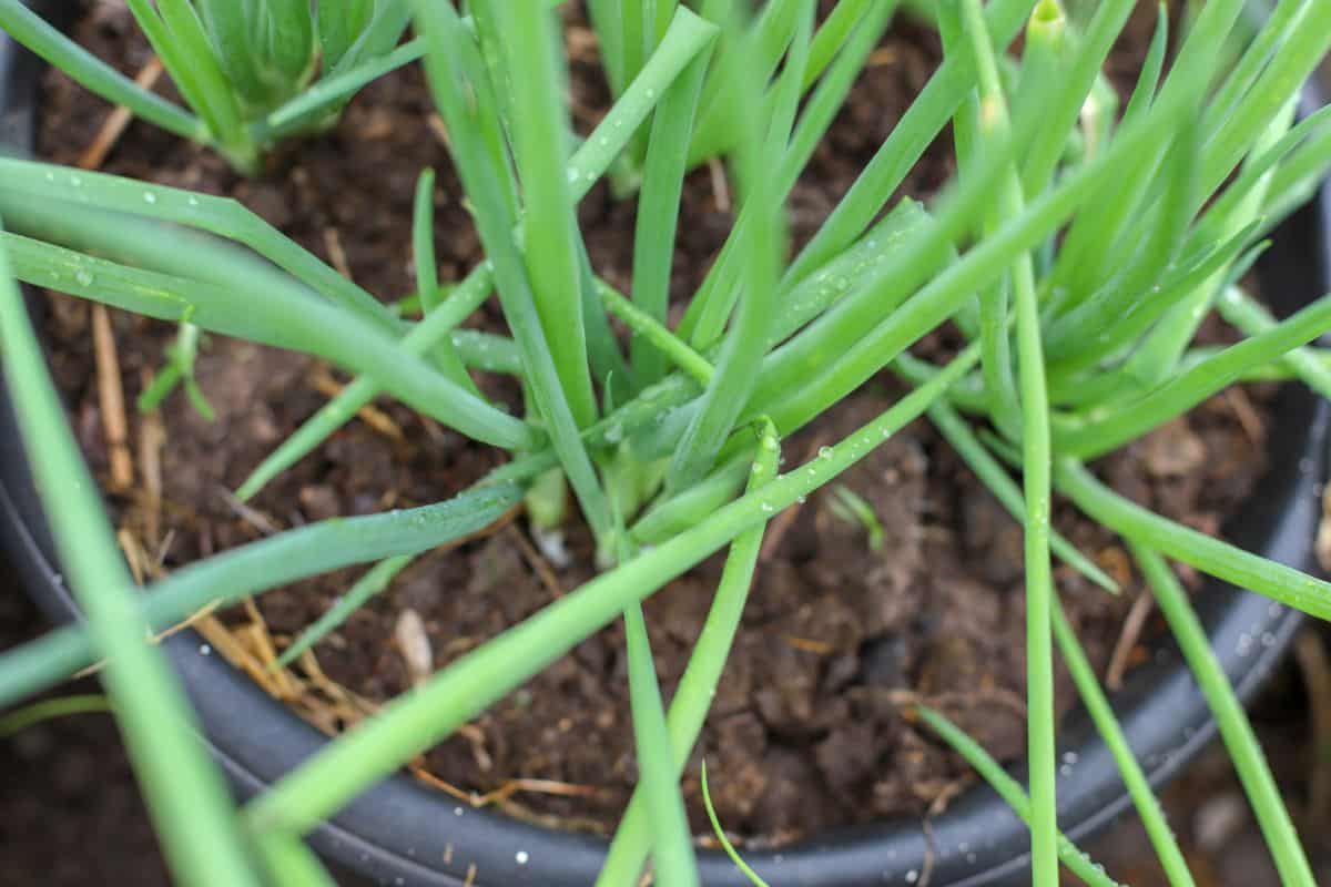 Onions planted in a hanging basket