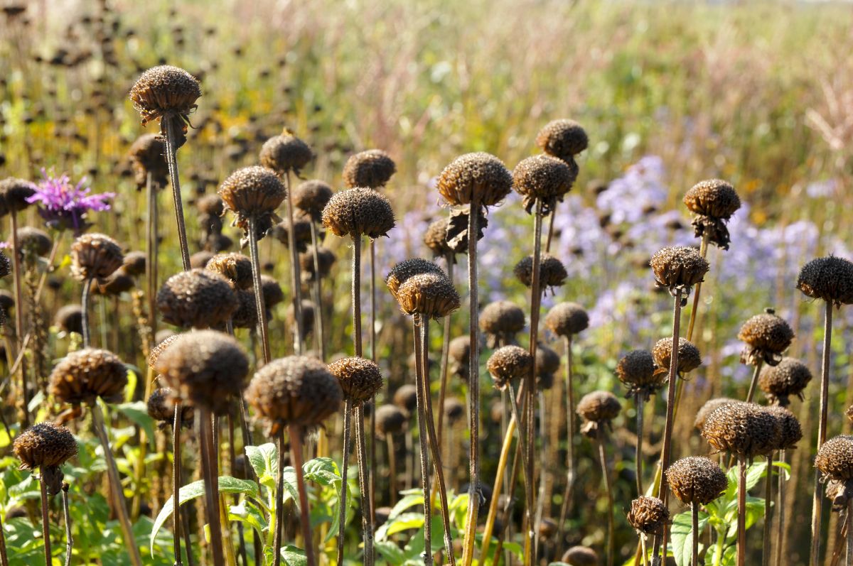 Dead, dry bee balm seed heads ready for seed collection