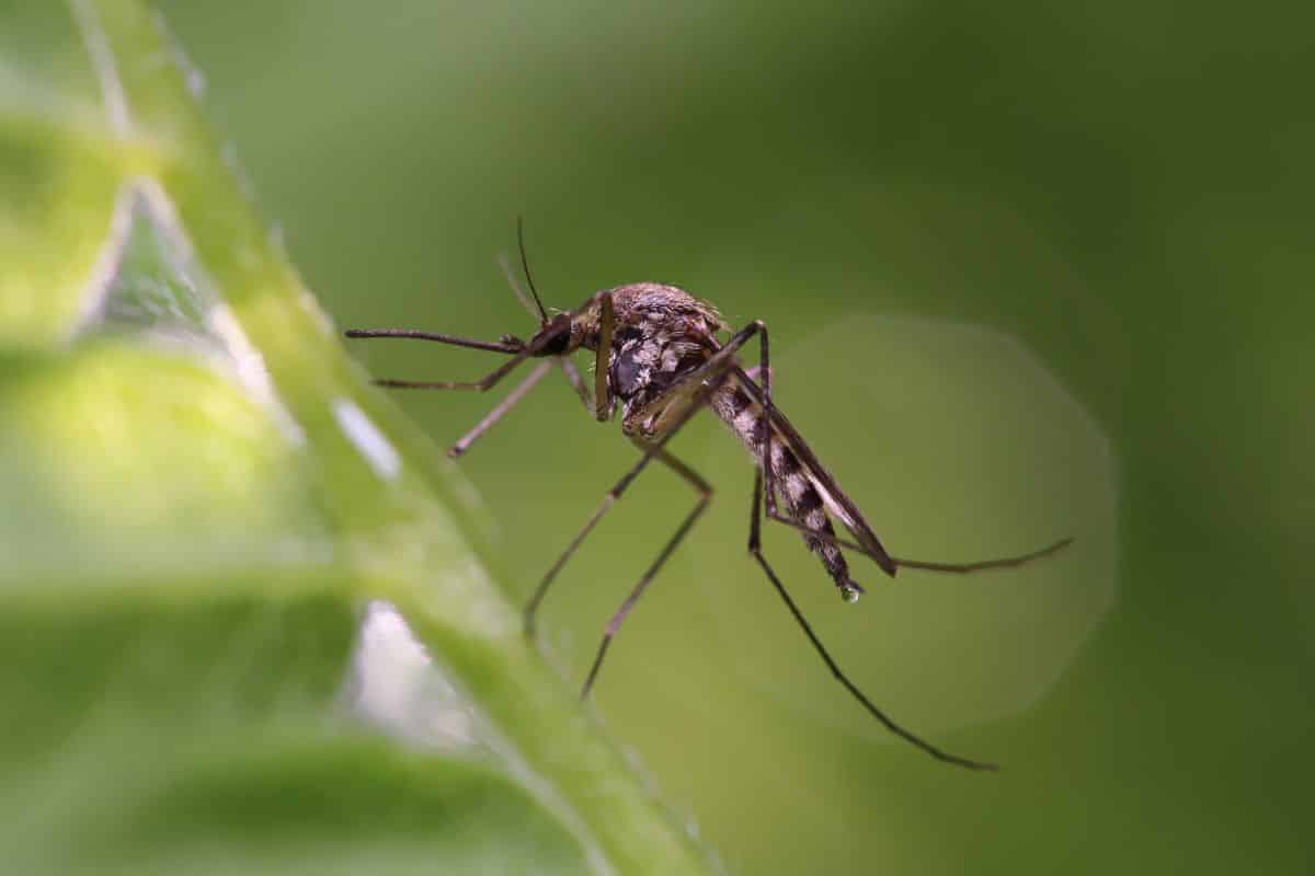 Mosquitoes can be an issue in neglected self watering planters