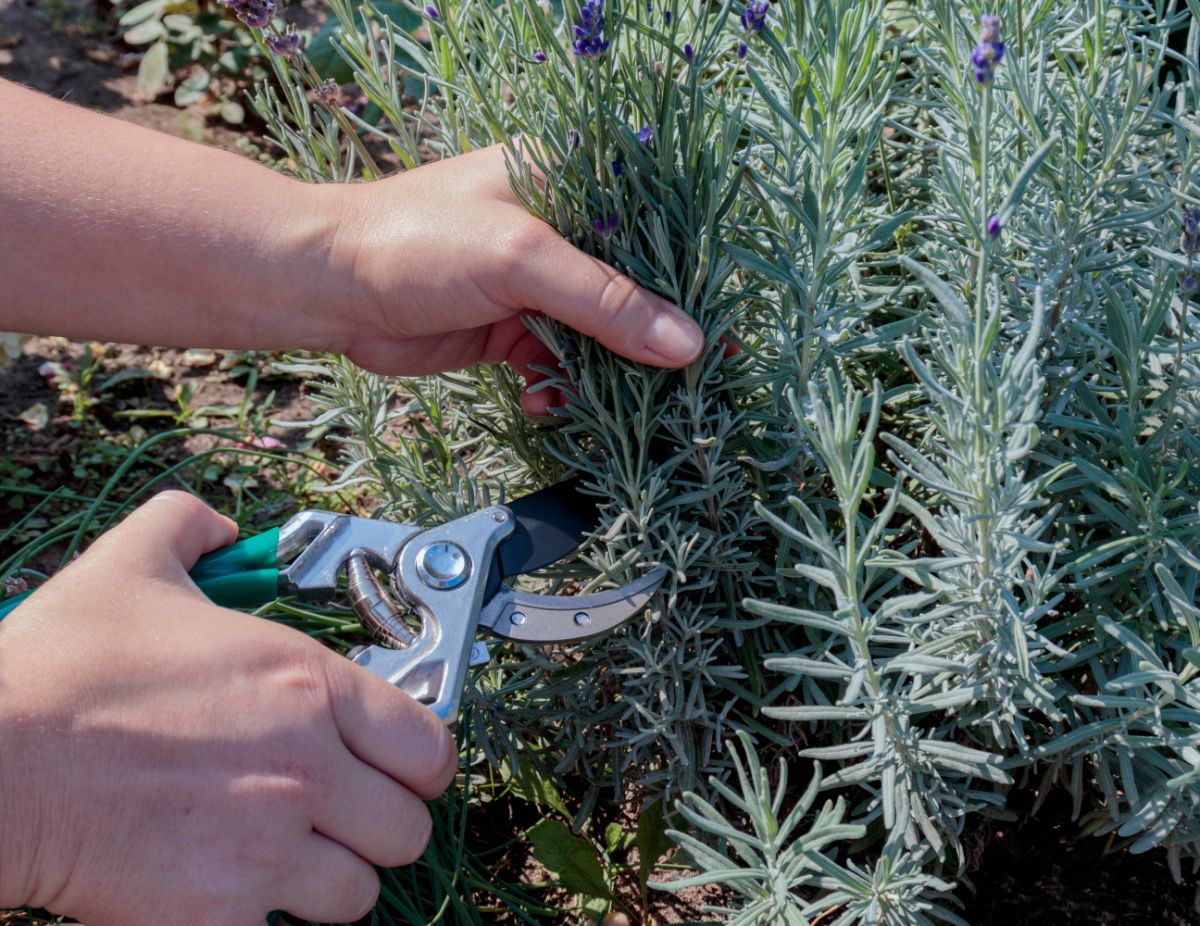 A gardener pruning a lavender plant to stimulate growth