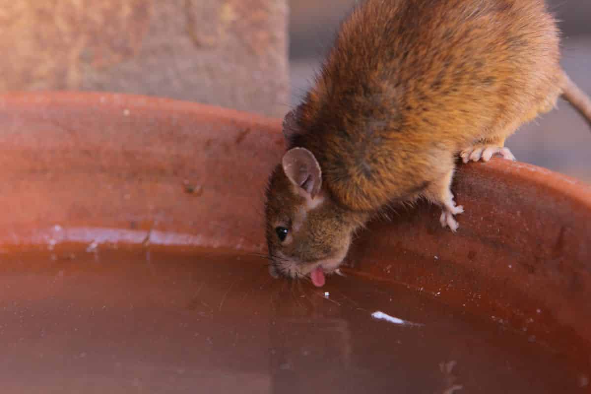 A rat leaning over the edge of a water source