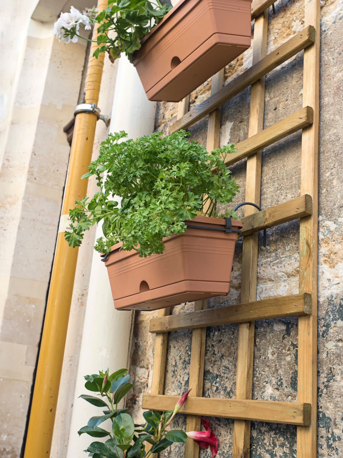 A trellis fitted with hanging planter boxes planted with herbs