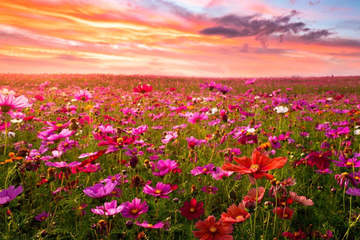 A vast field of cosmos flowers in fall light