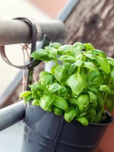 cropped-1-bucket-pot-with-green-fresh-aromatic-basil.jpg