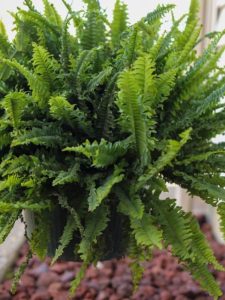 cropped-1-fern-plant-hanging-on-garden-hook.jpg