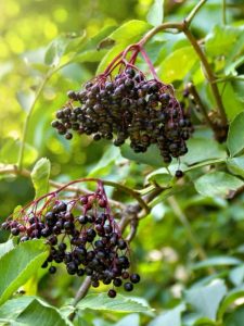 cropped-1-growing-elderberries.jpg