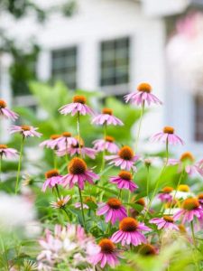 cropped-1-variety-of-coneflower.jpg