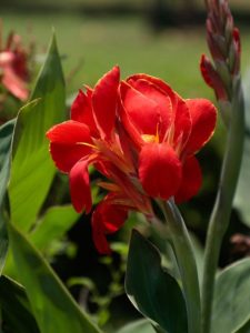 cropped-10-canna-lillies.jpg