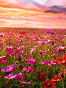 Beautifful blooming meadow at sunset.