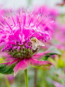 cropped-8-monarda-fistulosa-pink-flower.jpg
