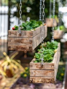 cropped-last-strawberry-plants-in-wooden-planter-boxes.jpg