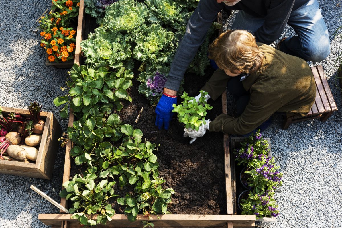 A mother and child gardening together in a raised vegetable bed