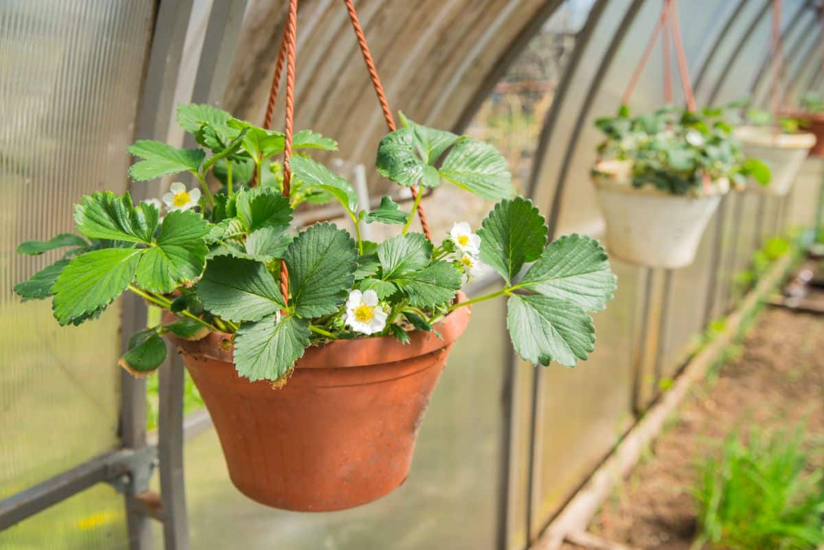 Strawberry hanging baskets with blossoms