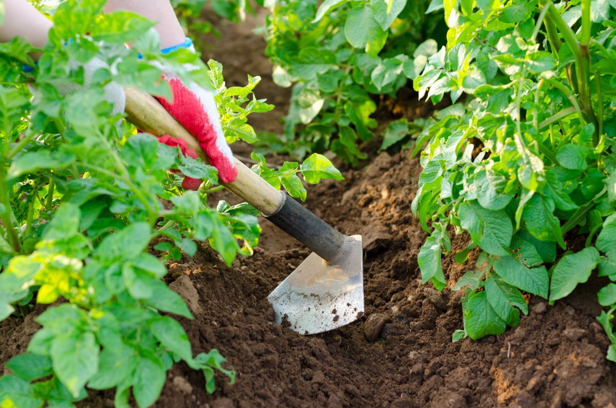 A good, old-fashioned garden hoe is a great gardening tool