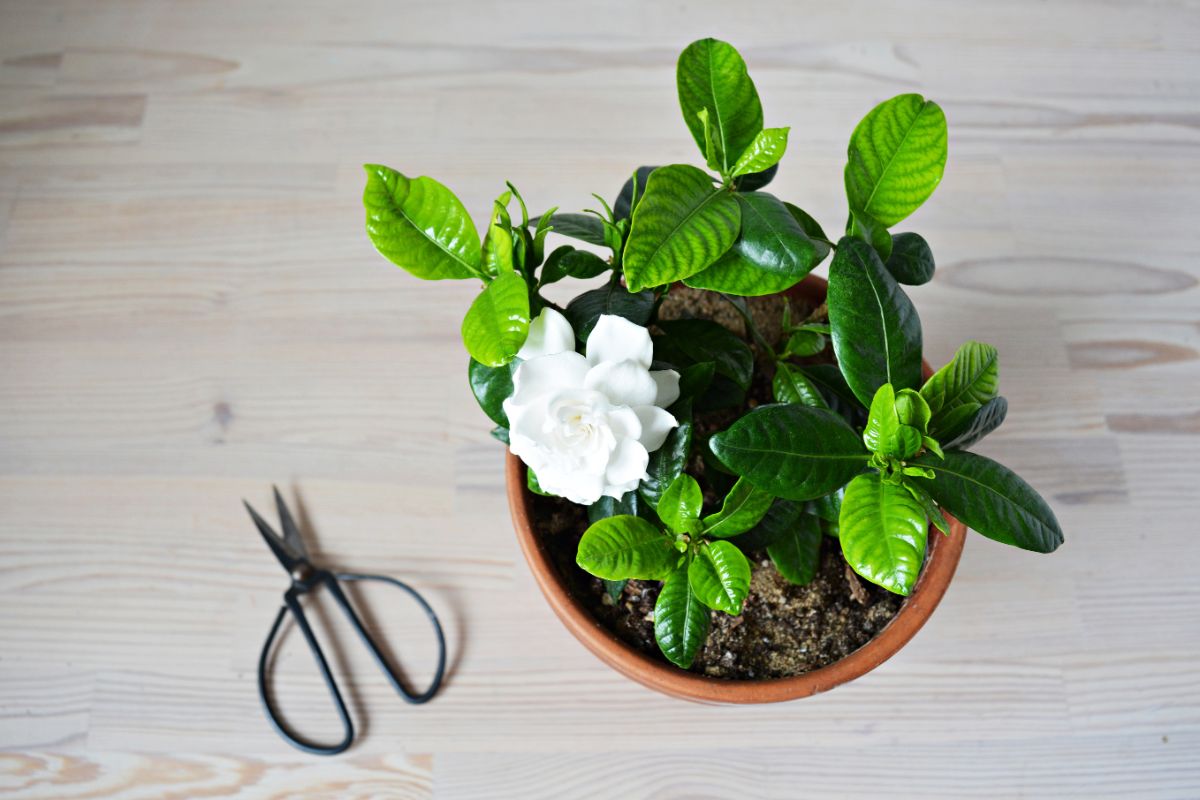 View from above of a potted gardenia plant