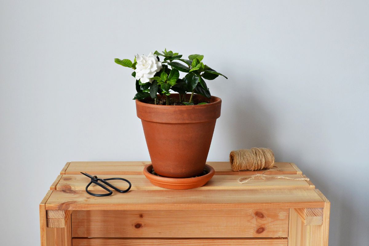 A gardenia plant planted in a pot next to twine and scissors