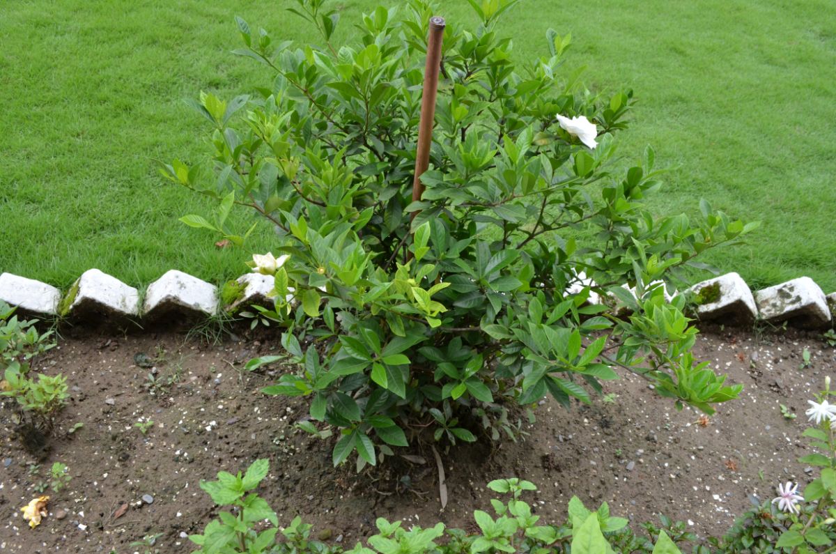 A gardenia plant planted as a focal point in a garden bed