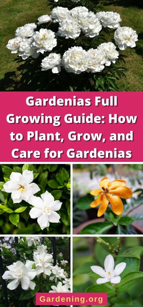 Gardenias Full Growing Guide: How to Plant, Grow, and Care for Gardenias pinterest image.