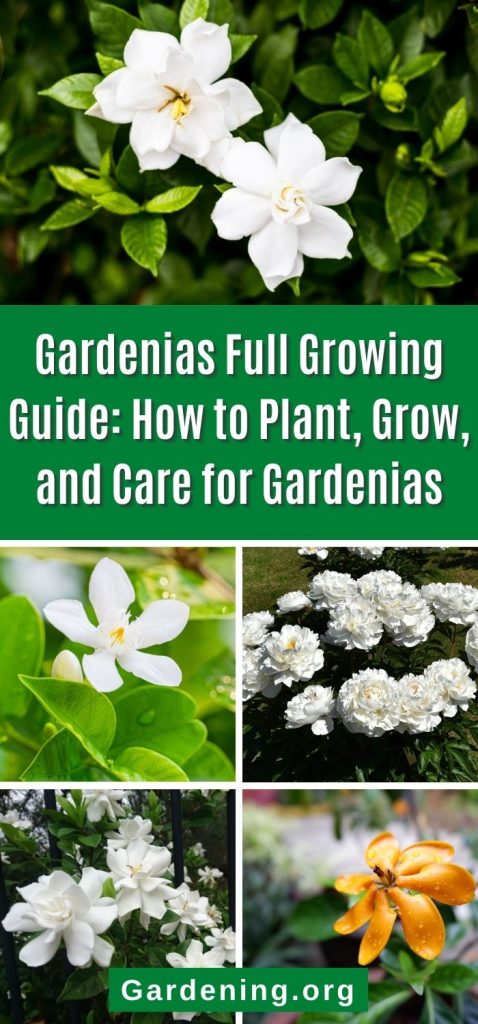 Gardenias Full Growing Guide: How to Plant, Grow, and Care for Gardenias pinterest image.