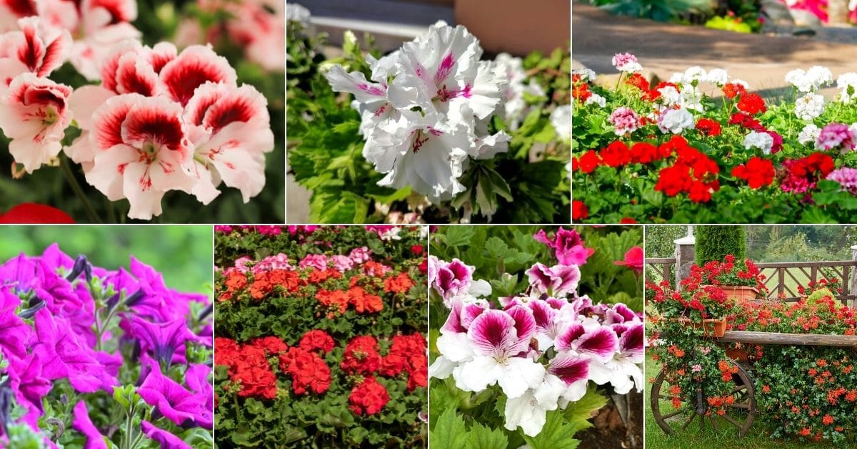 Collage of beautiful bloooming geraniums.