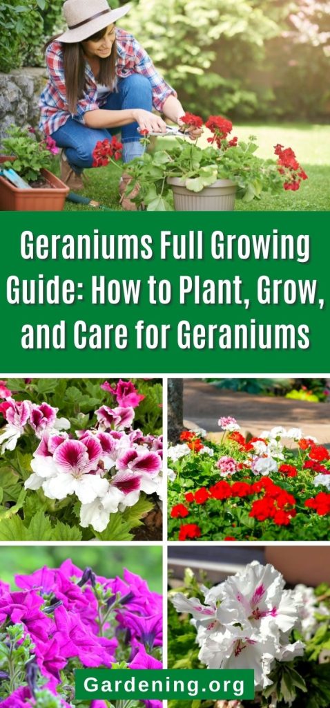 Geraniums Full Growing Guide: How to Plant, Grow, and Care for Geraniums pinterest image.