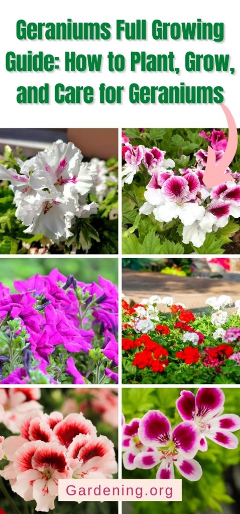 Geraniums Full Growing Guide: How to Plant, Grow, and Care for Geraniums pinterest image.