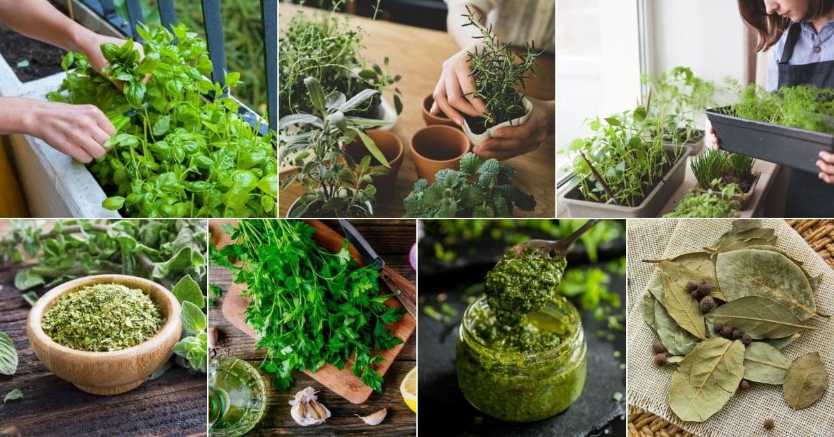 Collage of images of growing your own culinary herb garden.