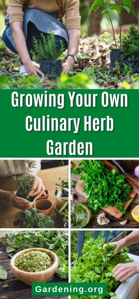 Growing Your Own Culinary Herb Garden pinterest image.