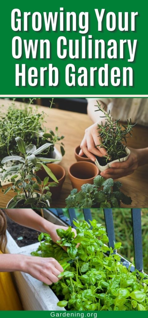 Growing Your Own Culinary Herb Garden pinterest image.