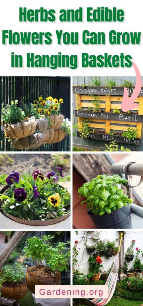 Herbs and Edible Flowers You Can Grow in Hanging Baskets pinterest image.