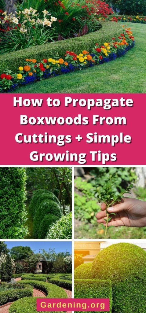 How to Propagate Boxwoods From Cuttings + Simple Growing Tips pinterest image.