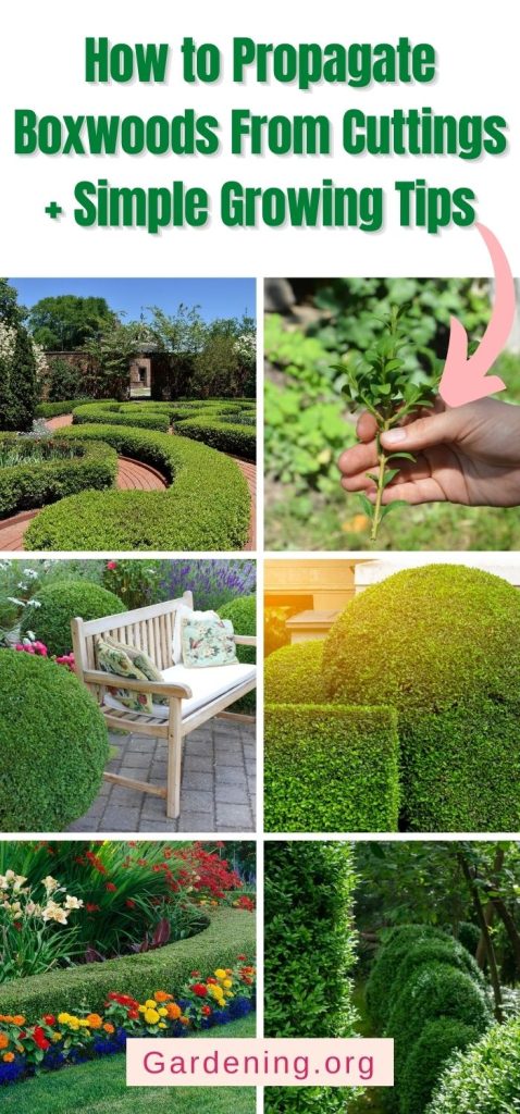 How to Propagate Boxwoods From Cuttings + Simple Growing Tips pinterest image.
