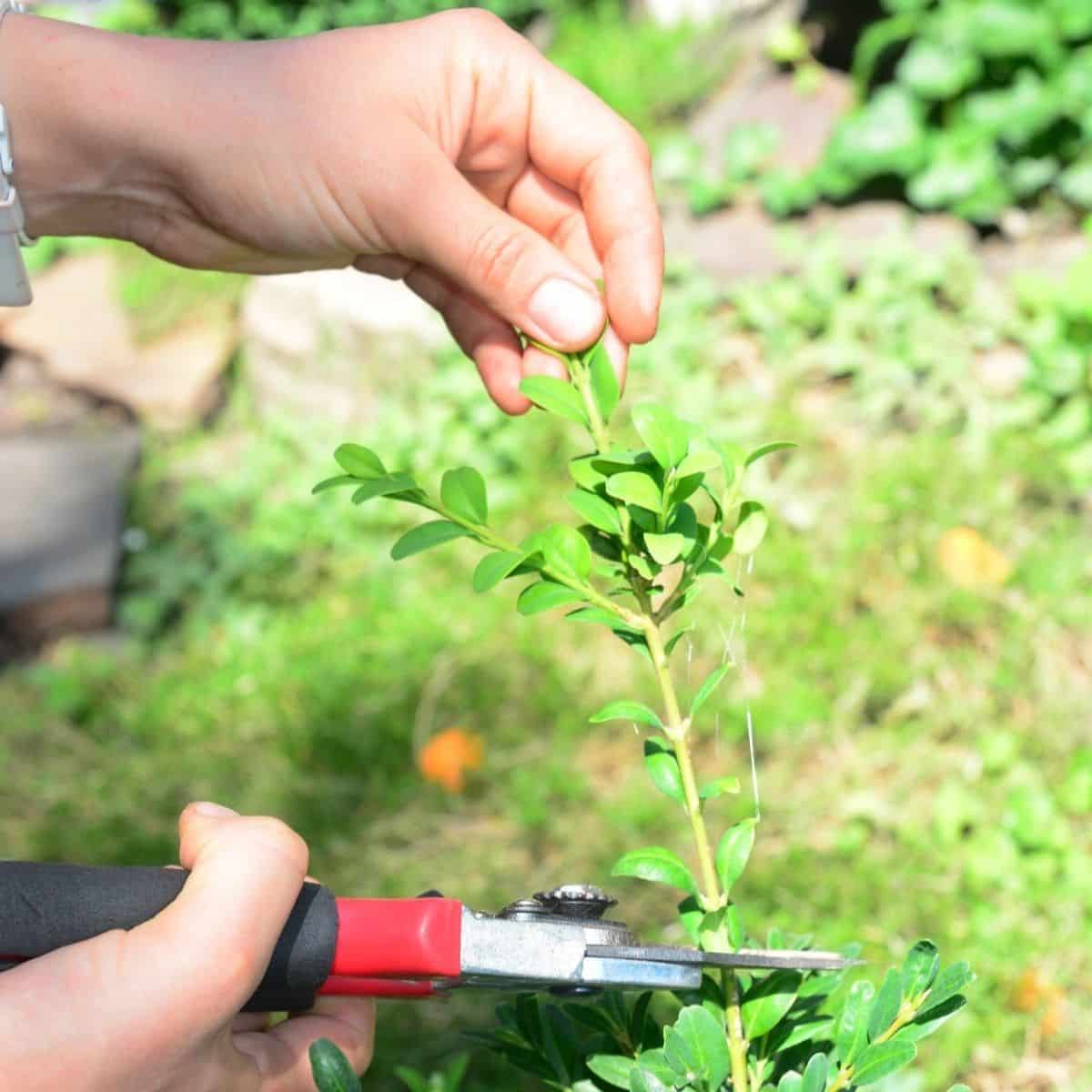 Hands with garden shears cutting elderberry stem.