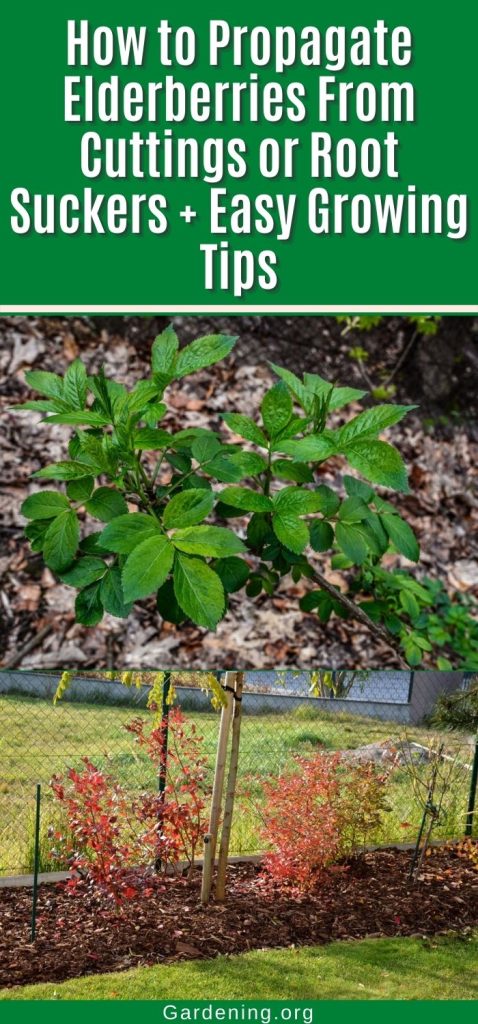 How to Propagate Elderberries From Cuttings or Root Suckers + Easy Growing Tips